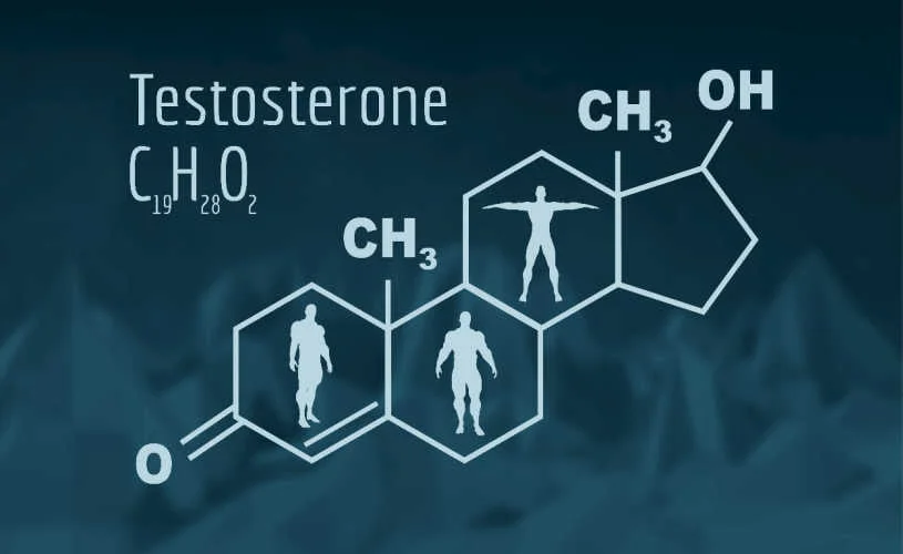 Testosteron mannelijk hormoon
