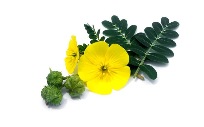 Tribulus Terrestris ingredient pure power